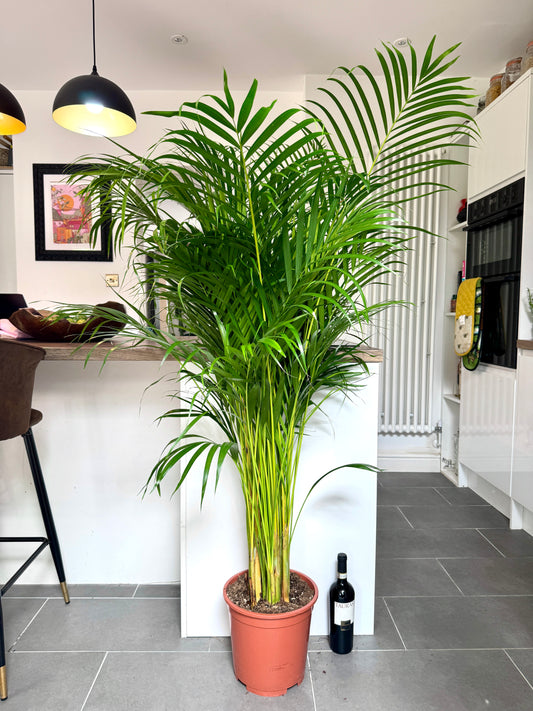 170cm Dypsis Lutescens (Areca palm)