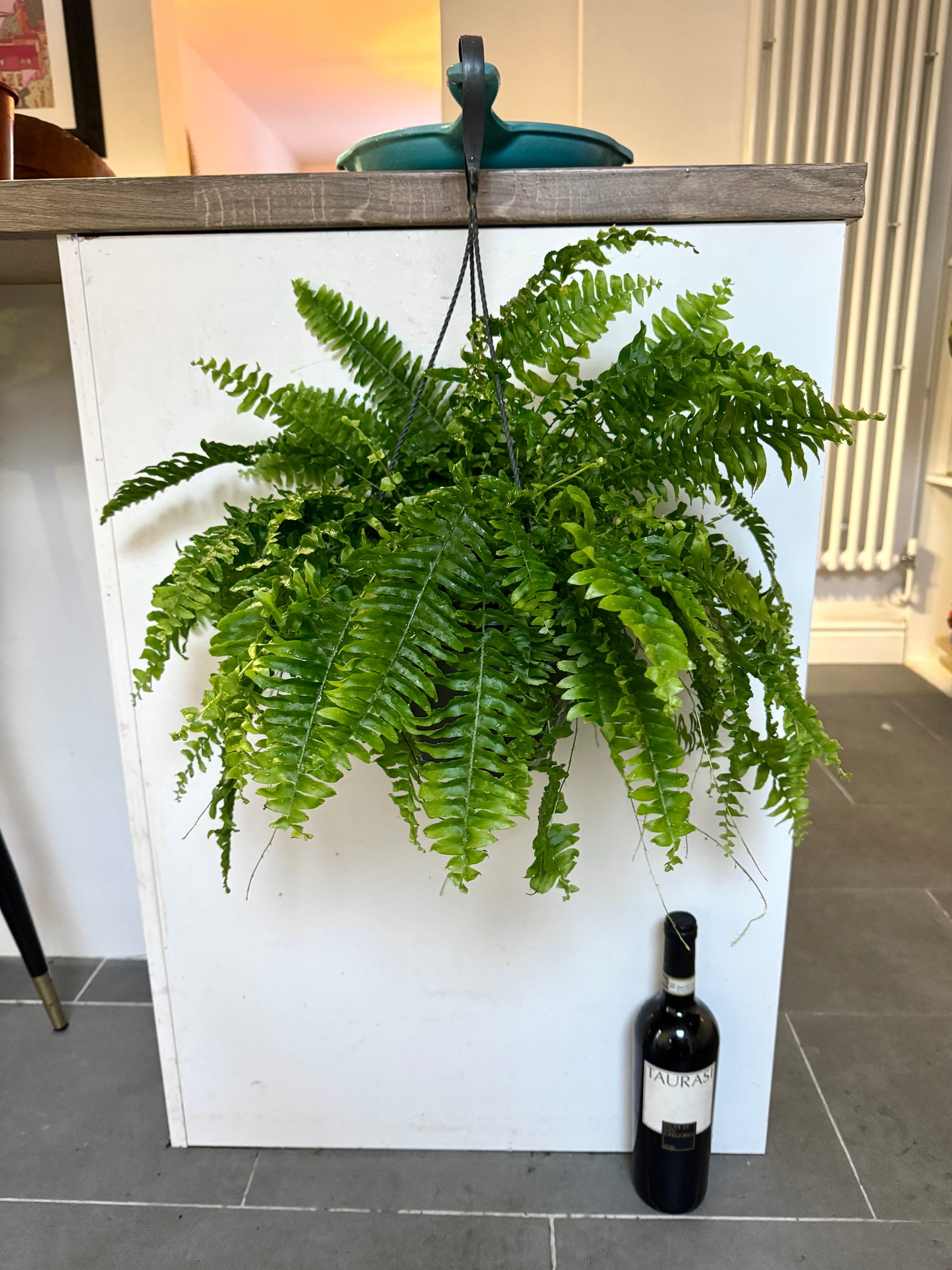 60cm Boston Fern