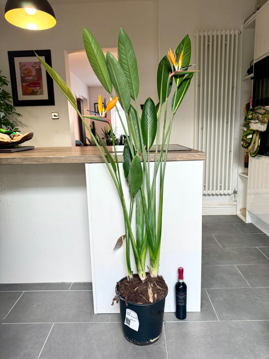 150cm Strelitzia Reginae (Orange Flowering Bird of Paradise)