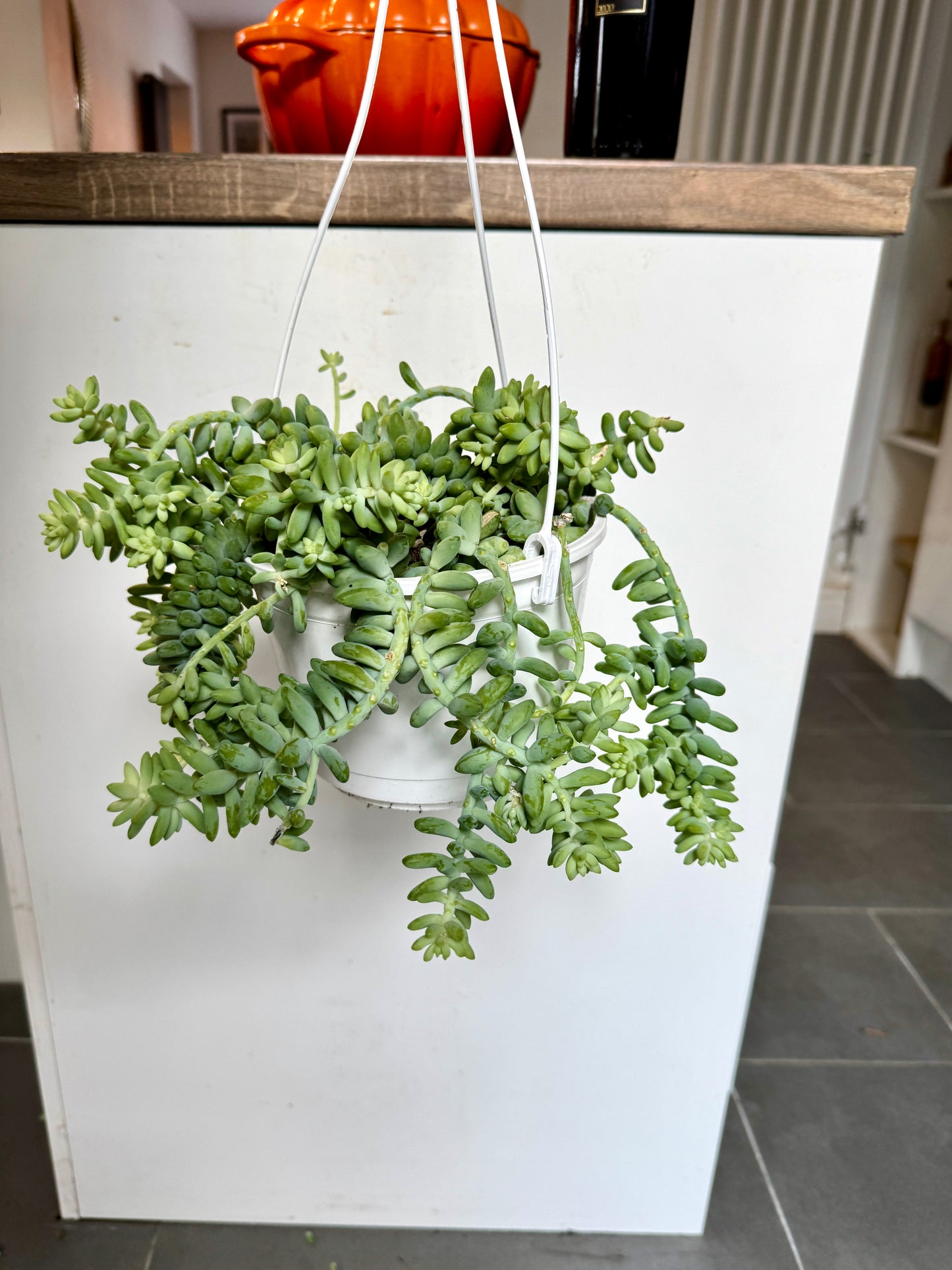 30cm Hanging Sedum Burrito