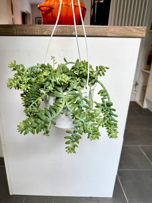 30cm Hanging Sedum Burrito