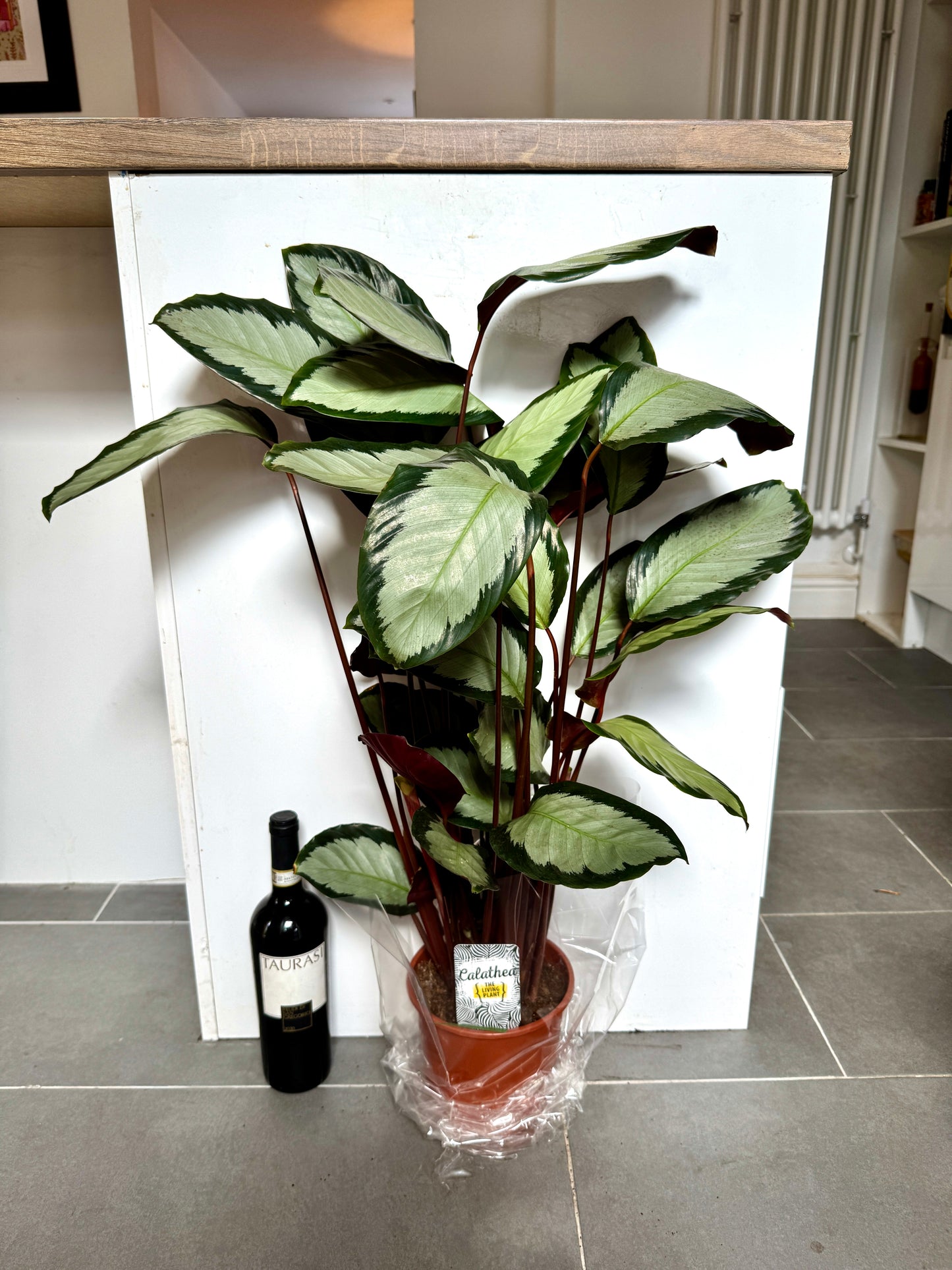 70cm Calathea argentea