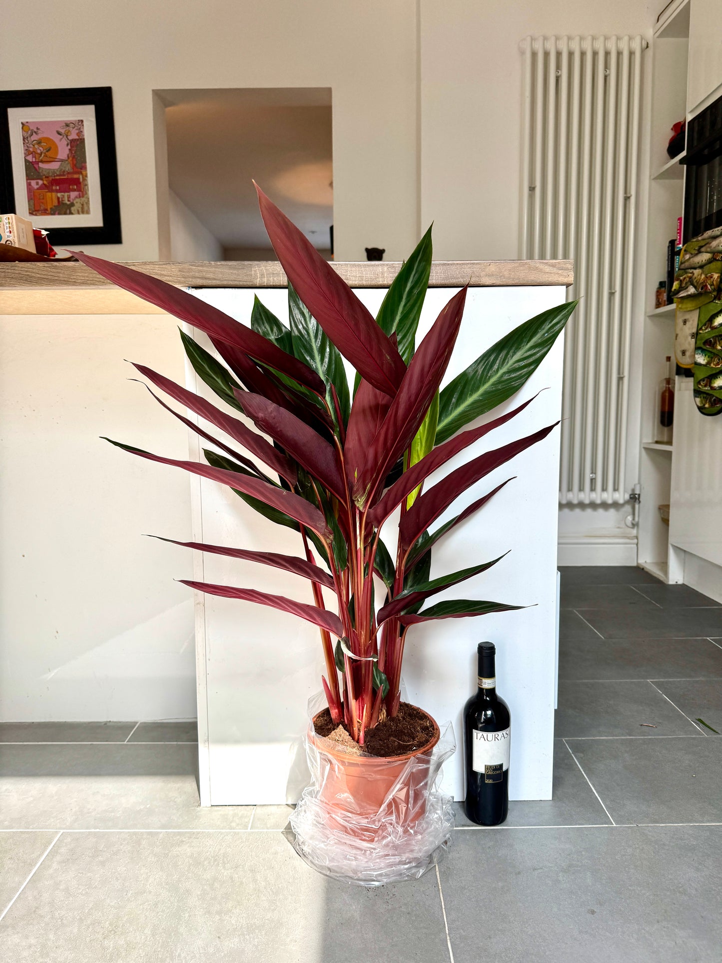 100cm Stromanthe Sanguinea