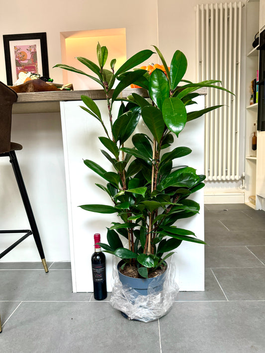 110cm Ficus Cyathistipula