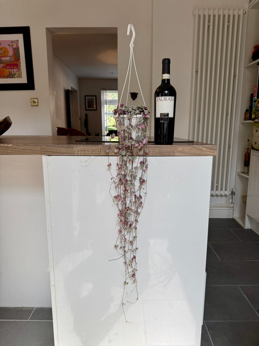70cm Variegated Hanging String of Hearts (Ceropegia woodii)