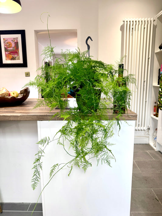 70cm Asparagus Setaceus