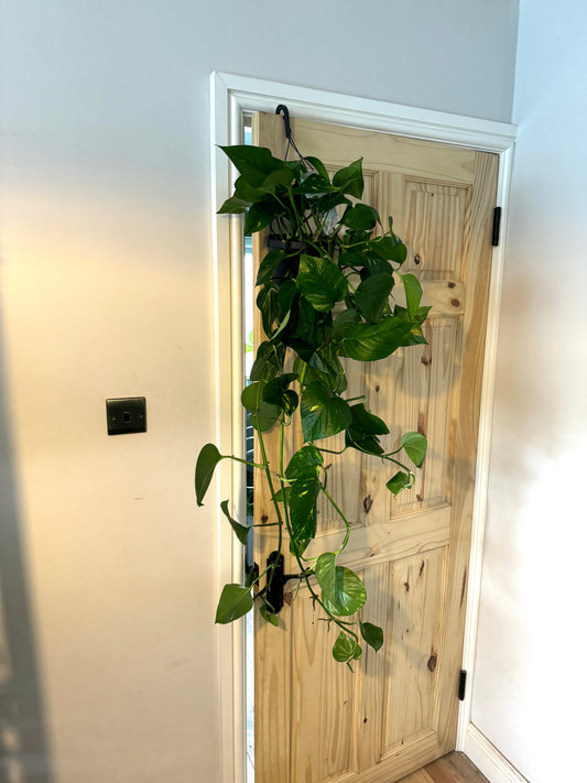 120cm Hanging Devils Ivy