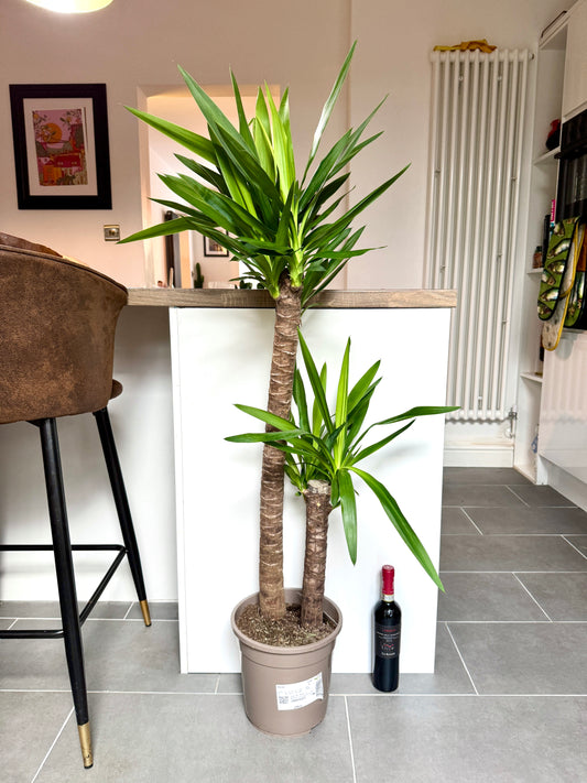 130cm Double Stem Yucca