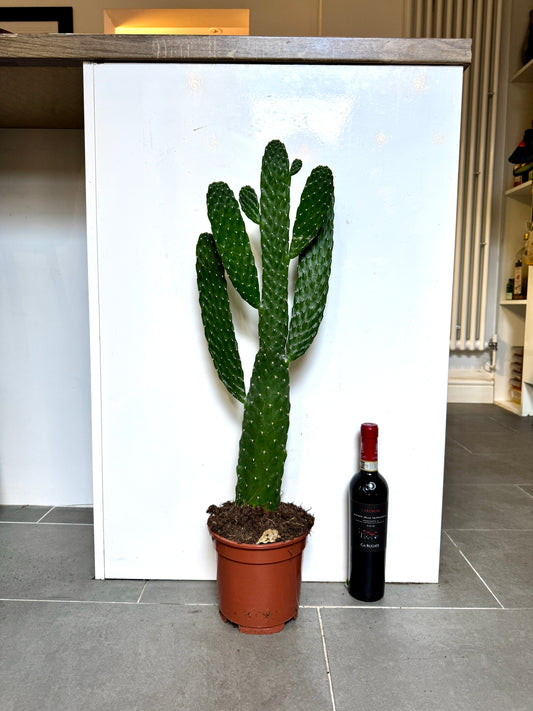 75cm XL Opuntia Prickly Pear Cactus