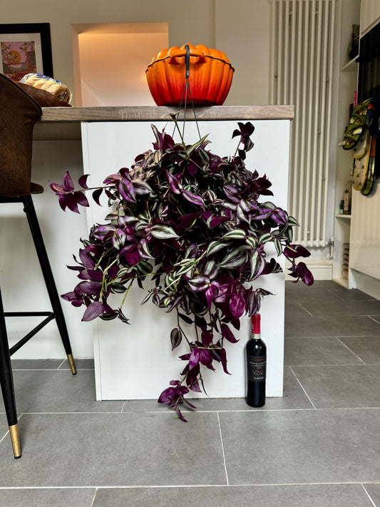 75cm Hanging Tradescantia Violet Hill