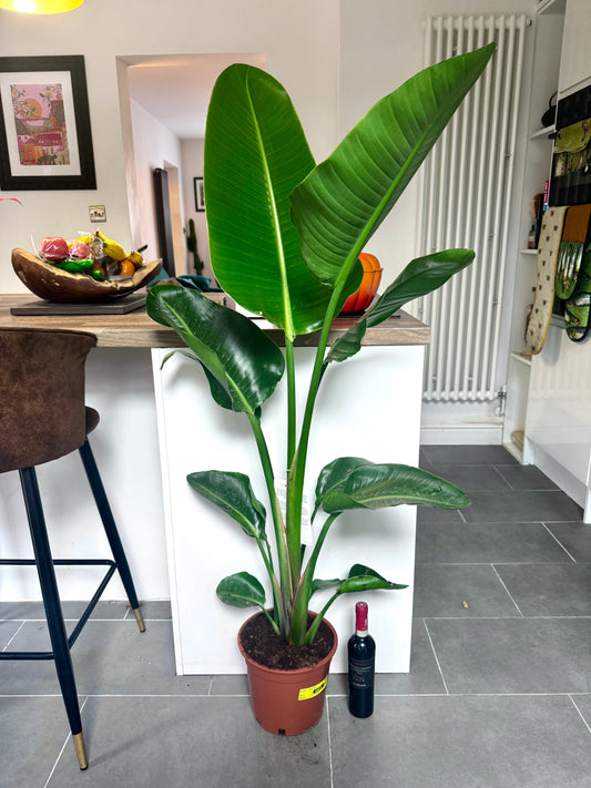 flamingo zimmerpflanze Eschenahorn 'Flamingo' Acer Outdoor kaufen