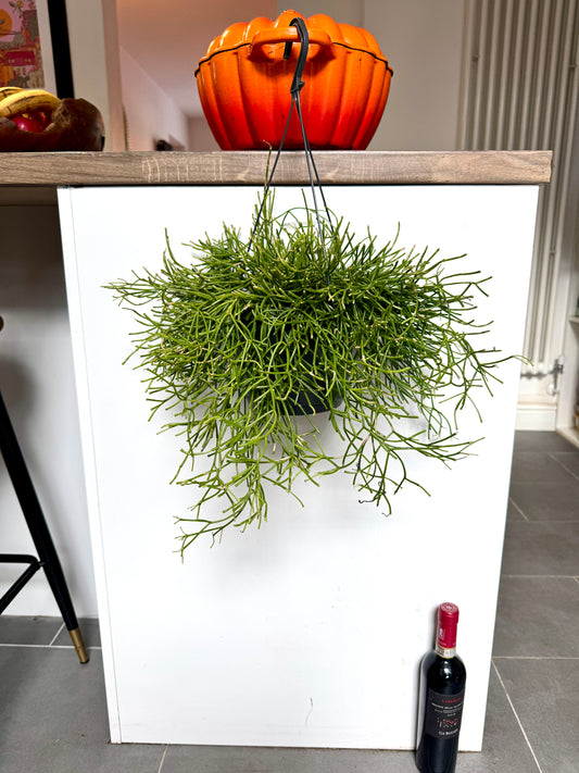 30cm Rhipsalis Easy Sweet