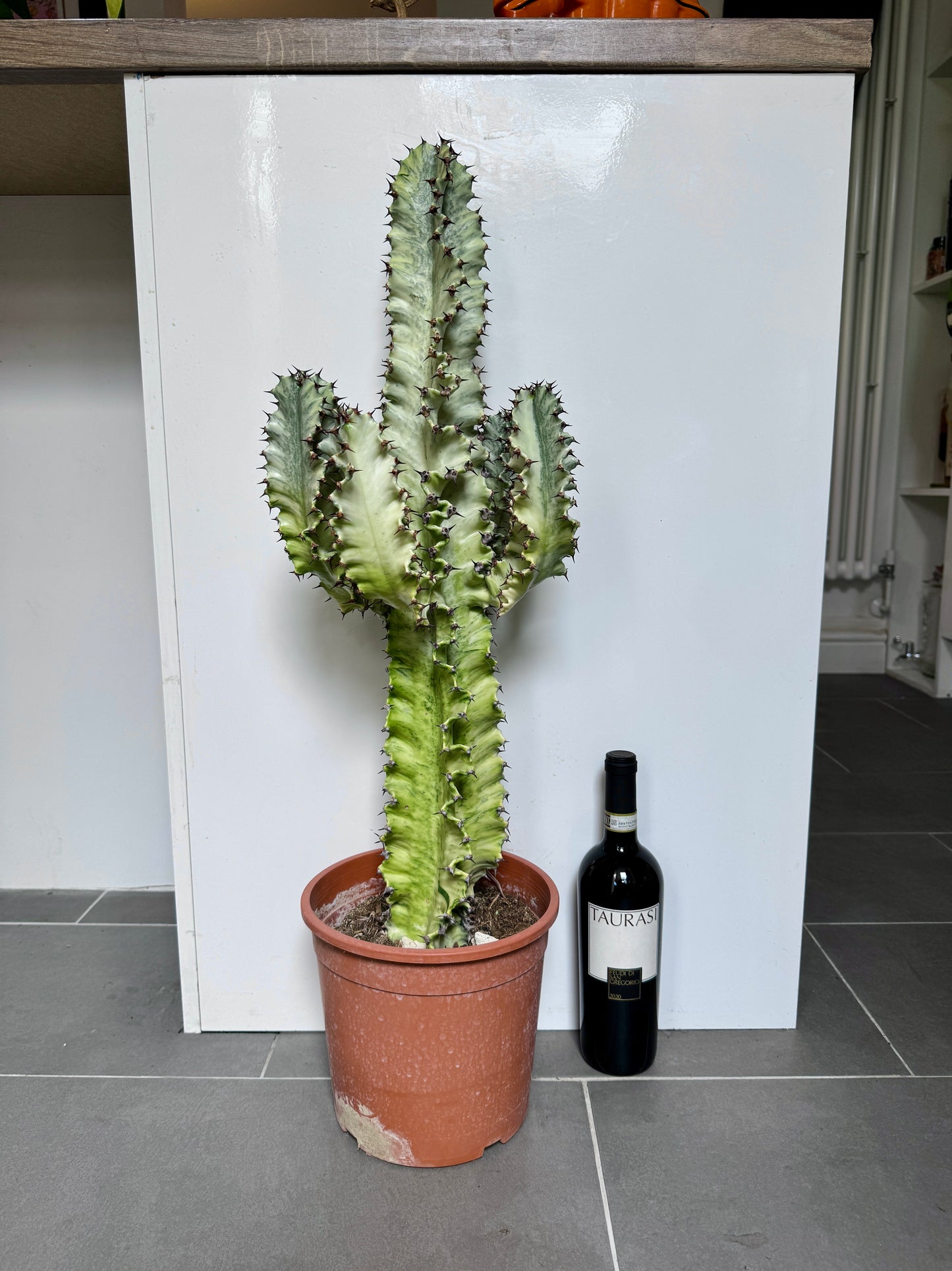 70cm Euphorbia Marmorata Cactus