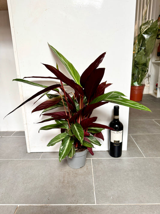 60cm Stromanthe Sanguina