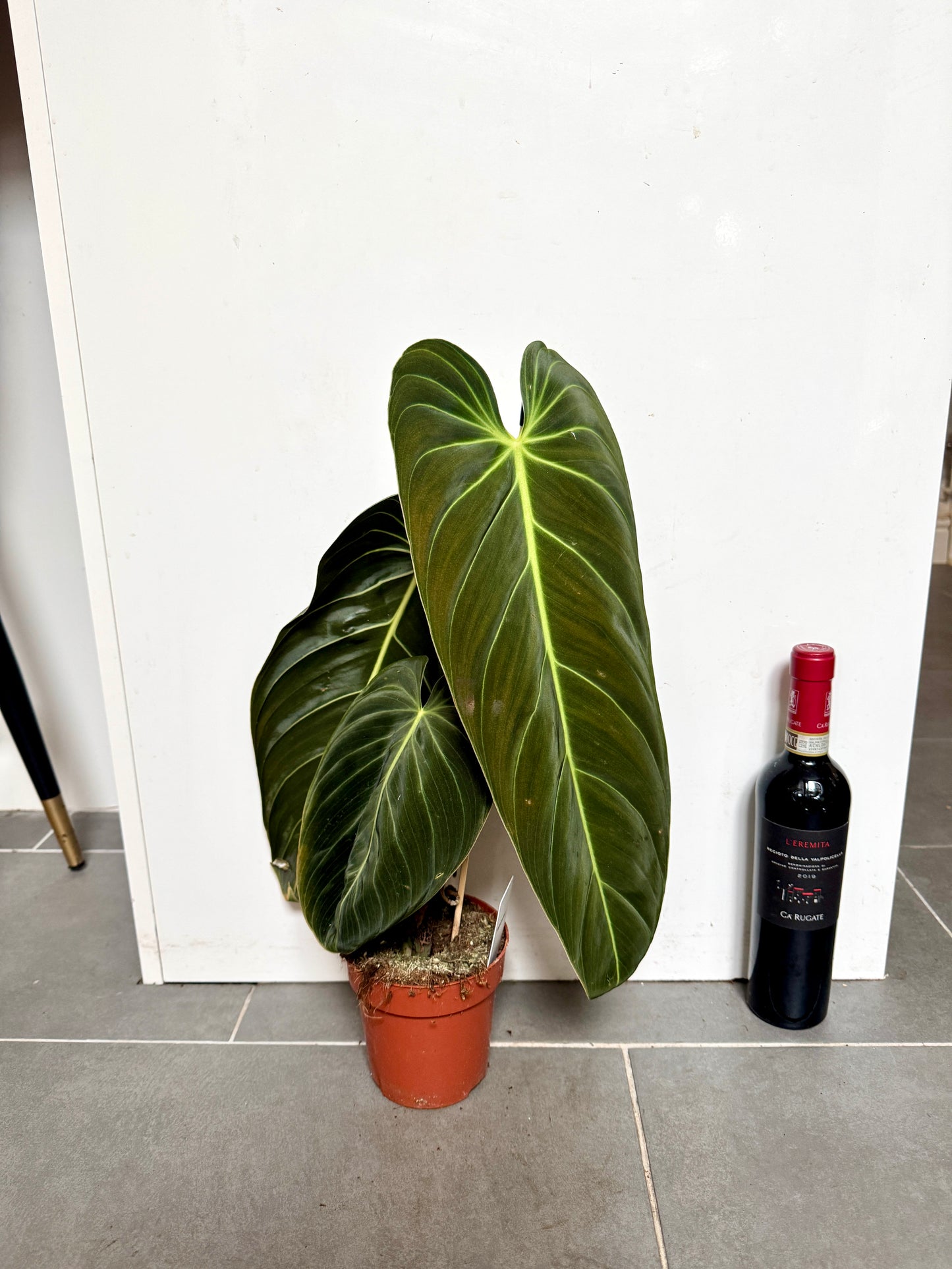 60cm Philodendron Melanochrysum