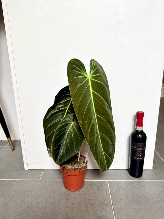 60cm Philodendron Melanochrysum
