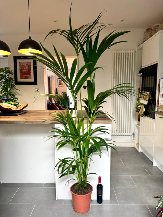 200cm Howea Forsteriana (Kentia Palm)