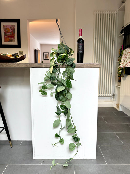 80cm Satin Pothos (Scindapsus Argyraeus)