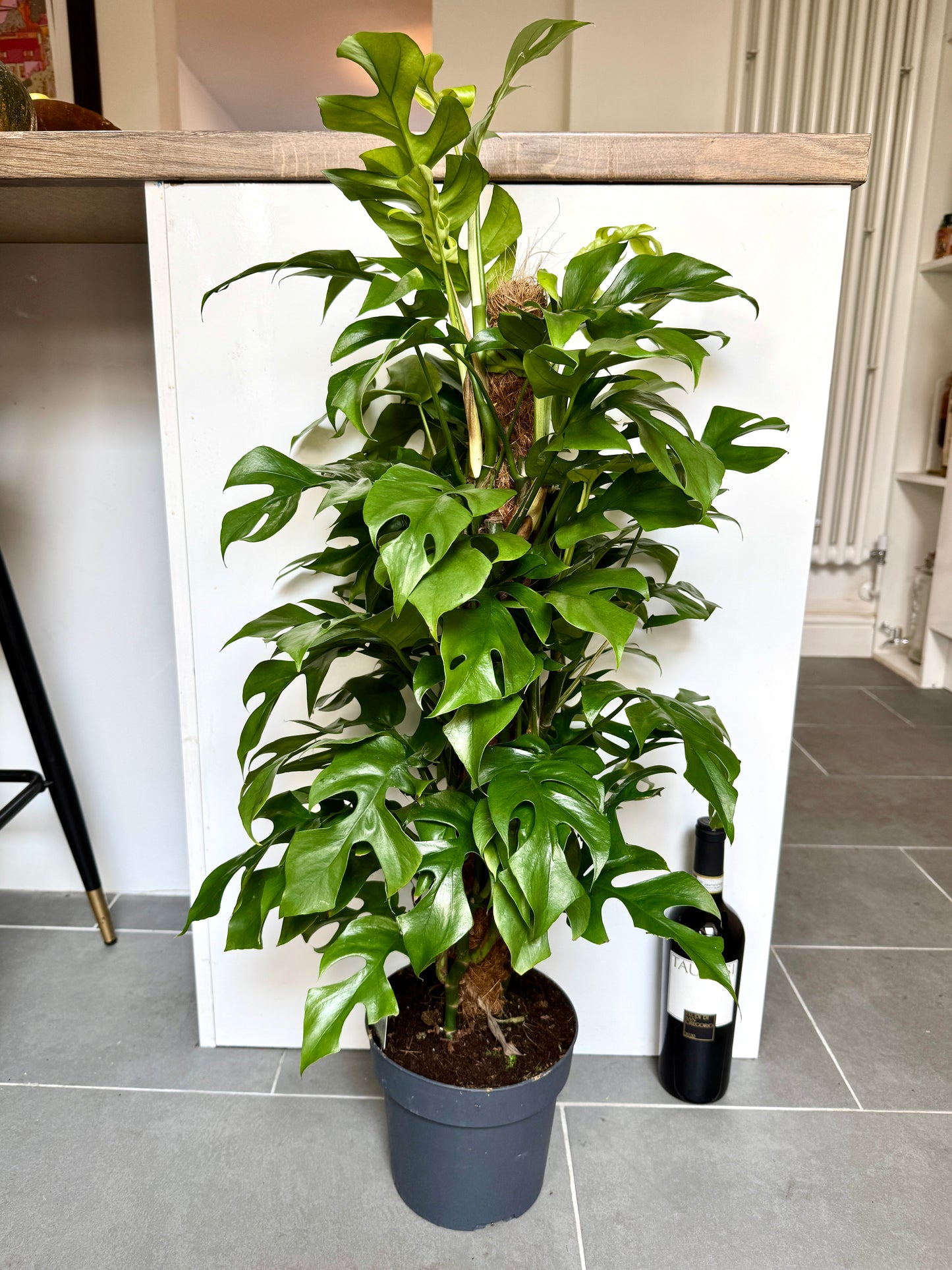 70cm Philodendron Minima