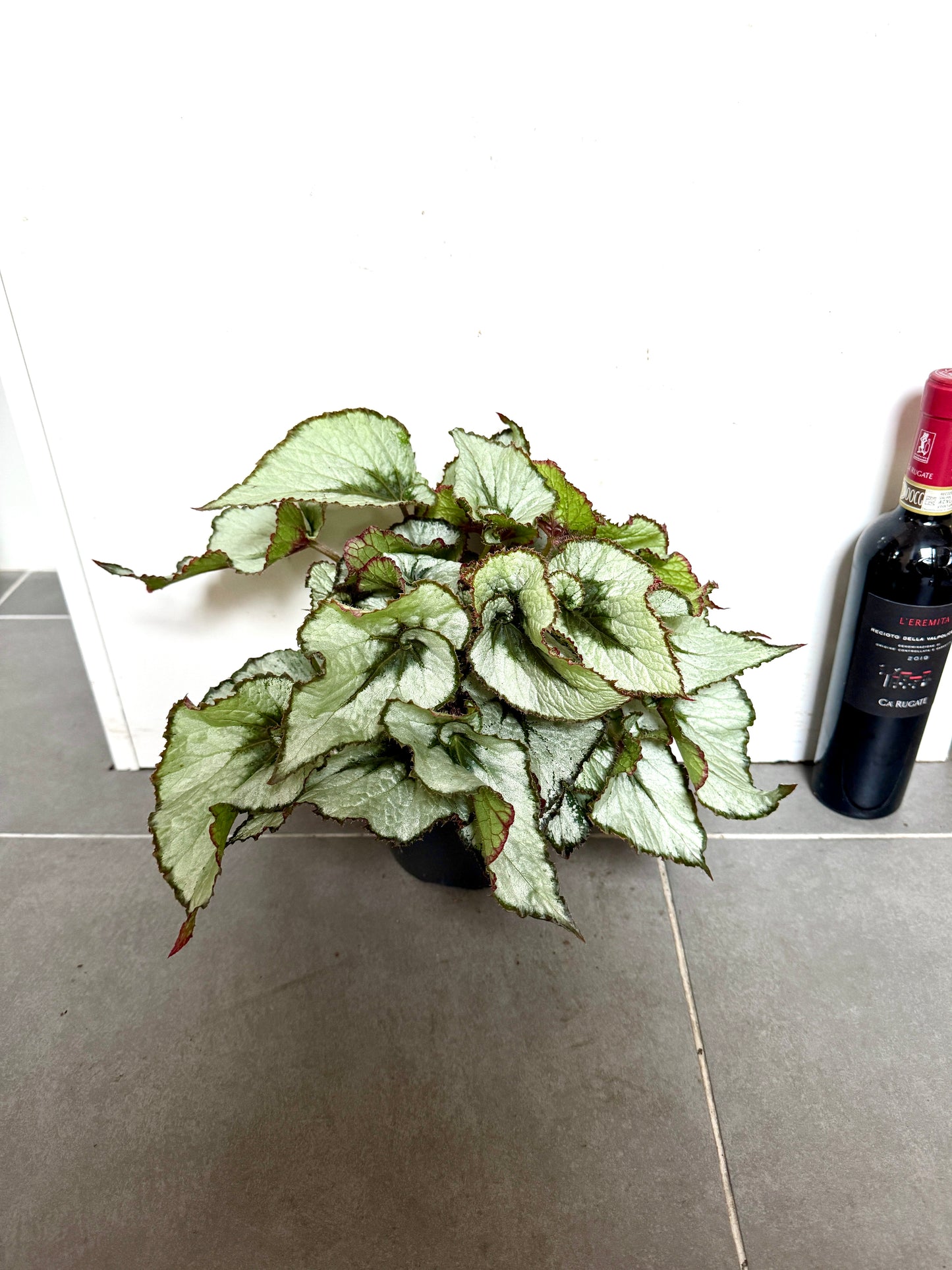 30cm Begonia Escargot