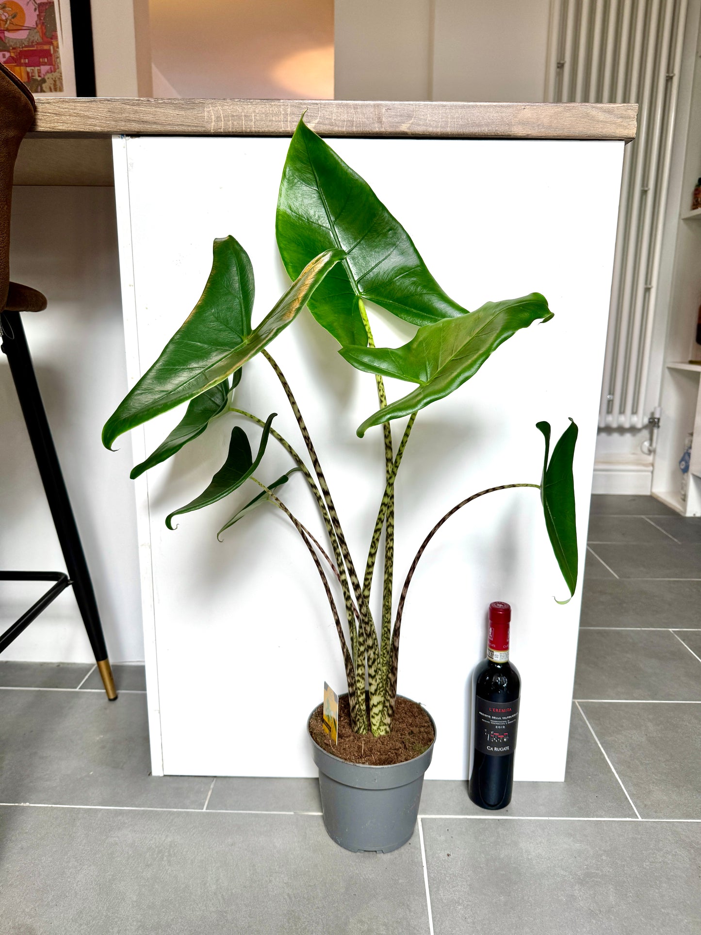 85cm Alocasia Zebrina