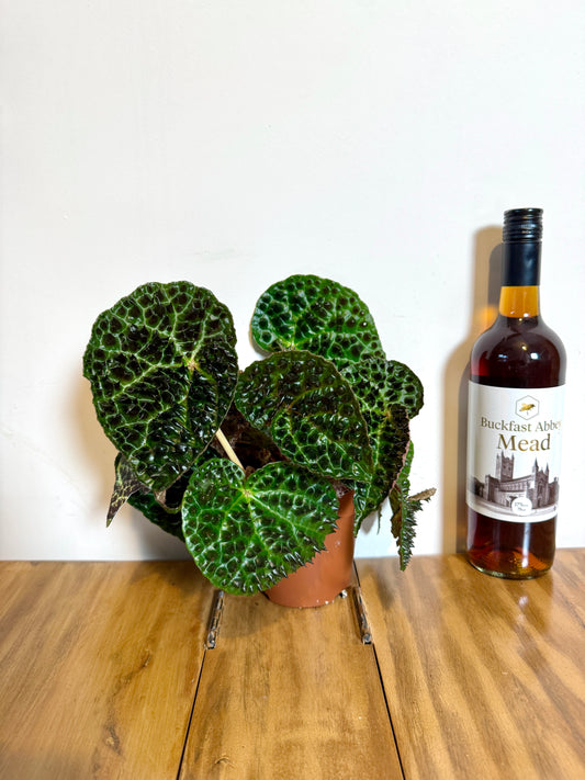 30cm Begonia Ferox