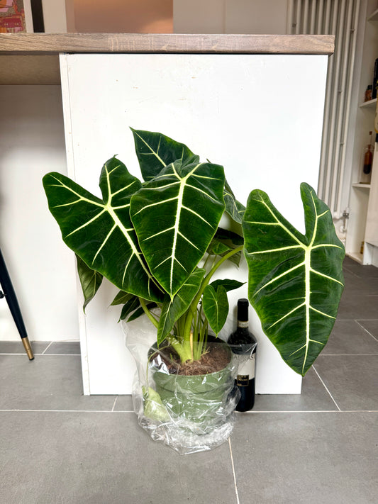 70cm Alocasia Frydek