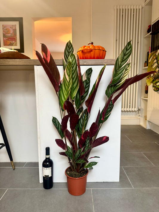 100cm Variegated Ctenanthe Tricolor Prayer Plant