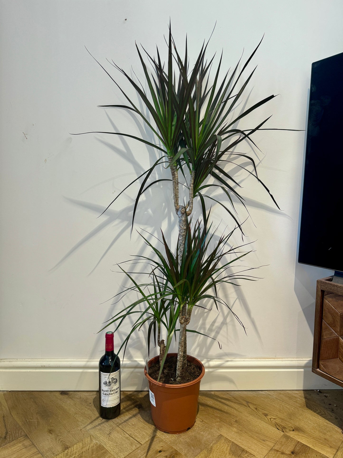 125cm Dracena Marginata - Dragon Tree