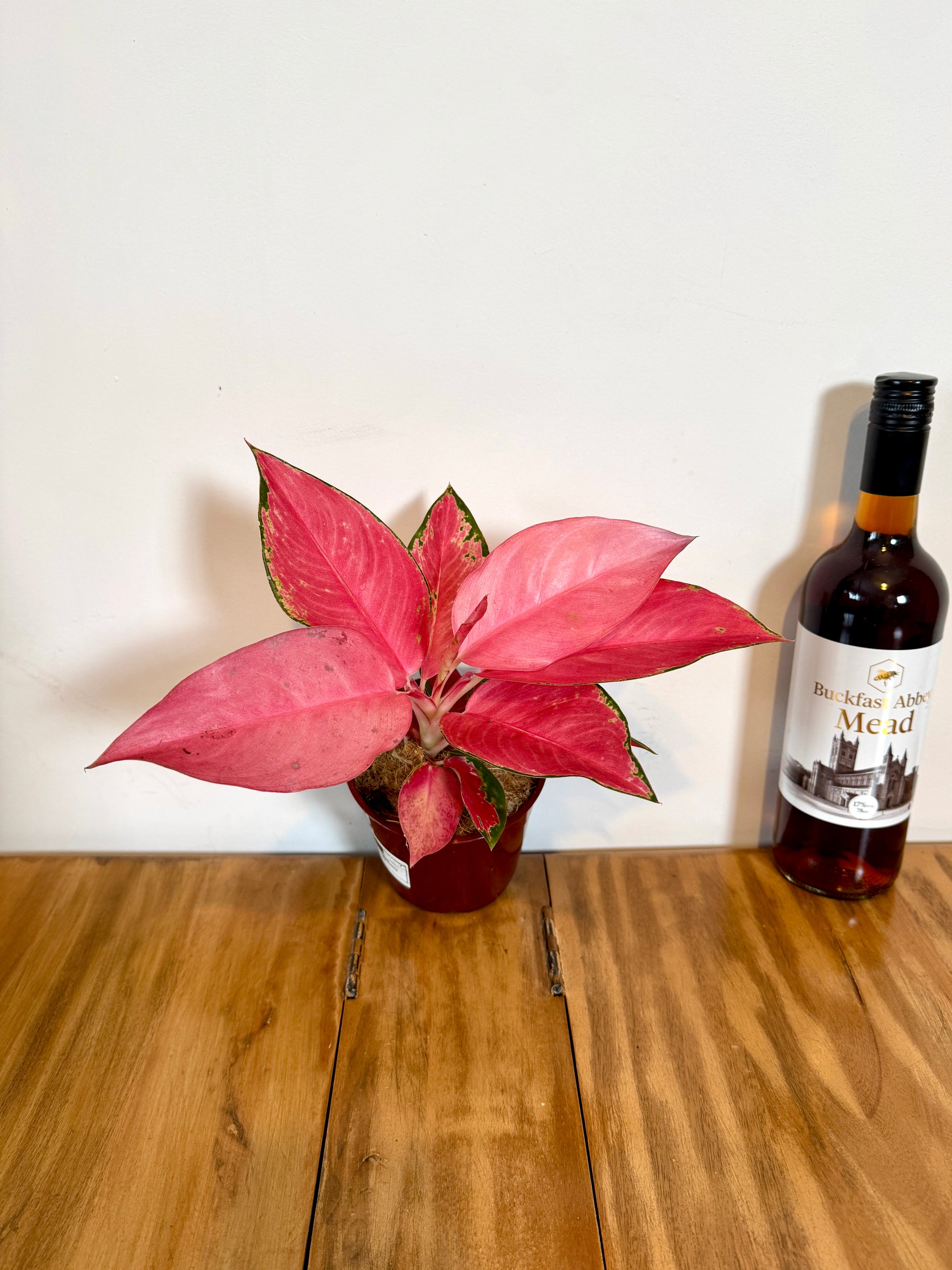 aglaonema flamingo 30cm Aglaonema Pink Flamingo – Bristol Plant Man