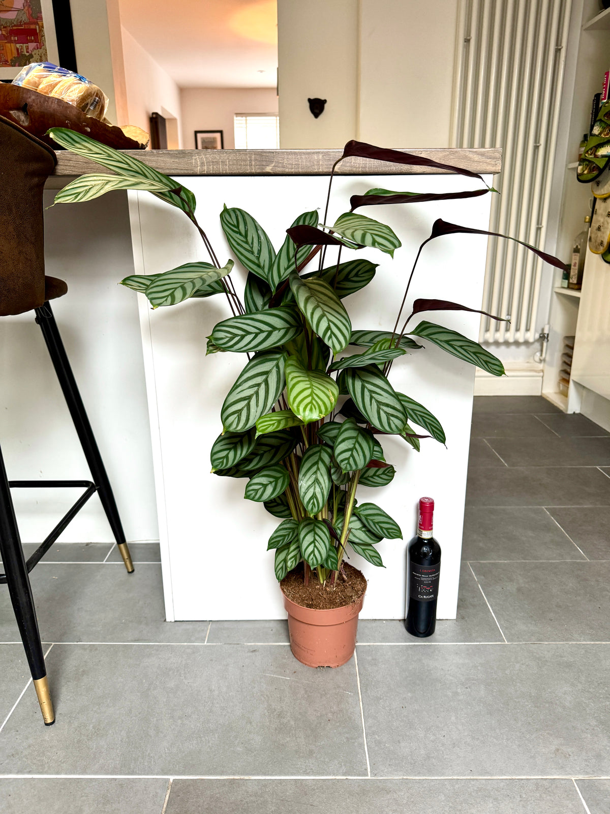 90cm Ctenanthe Compactstar (Prayer Plant)