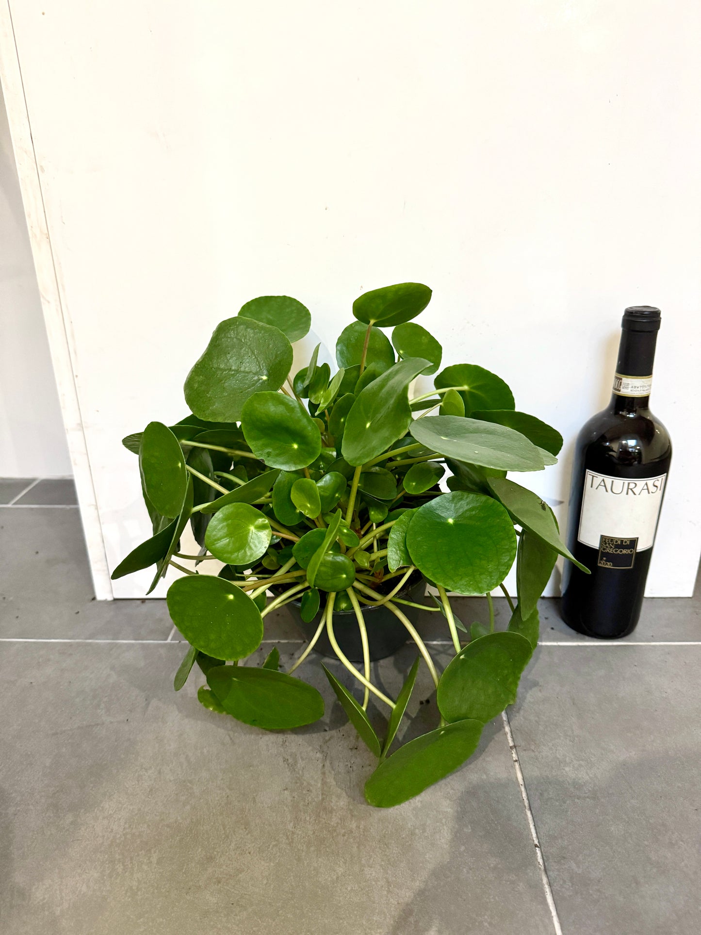 50cm Pilea Peperomiodies (Chinese Money Plant)
