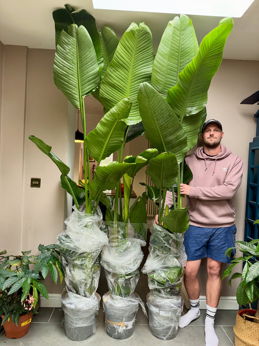 240cm Strelitzia Nicolai (Bird of Paradise)