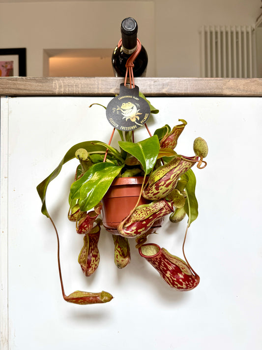 30cm Hanging Nepenthes (Carnivorous Pitcher Plant)