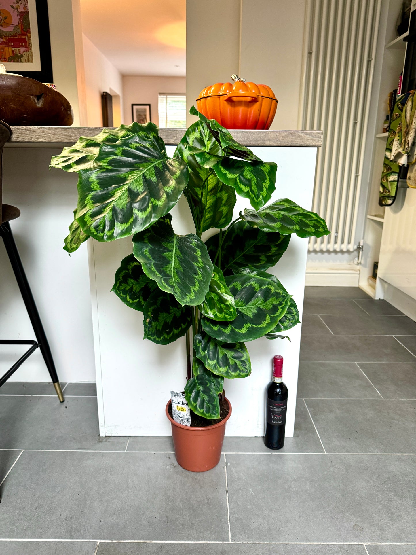 110cm XL Calathea Medallion
