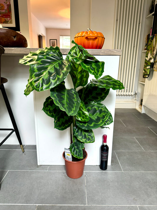 110cm XL Calathea Medallion