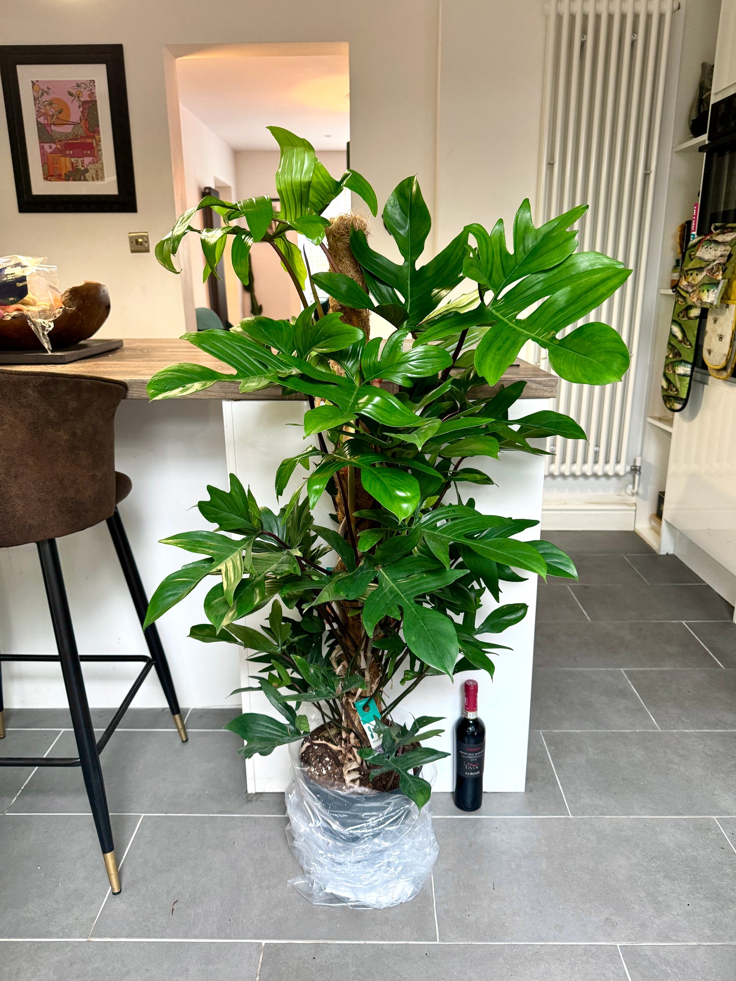 130cm Philodendron Pedatum