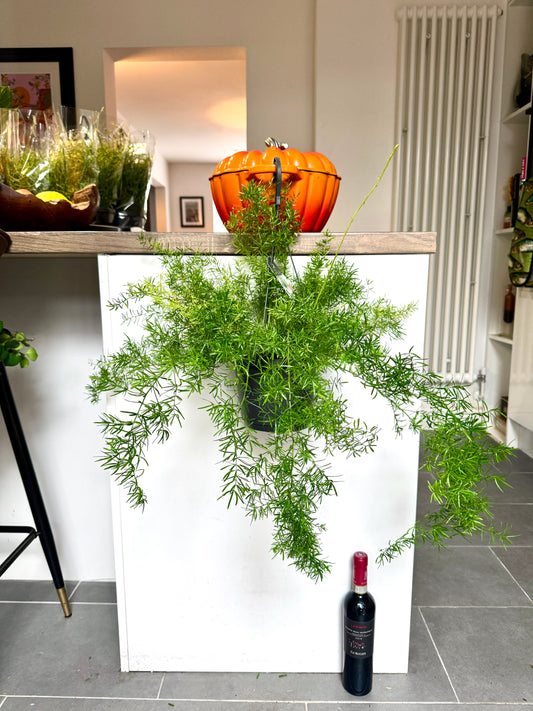 60cm Asparagus Sprengeri (Feather Fern)