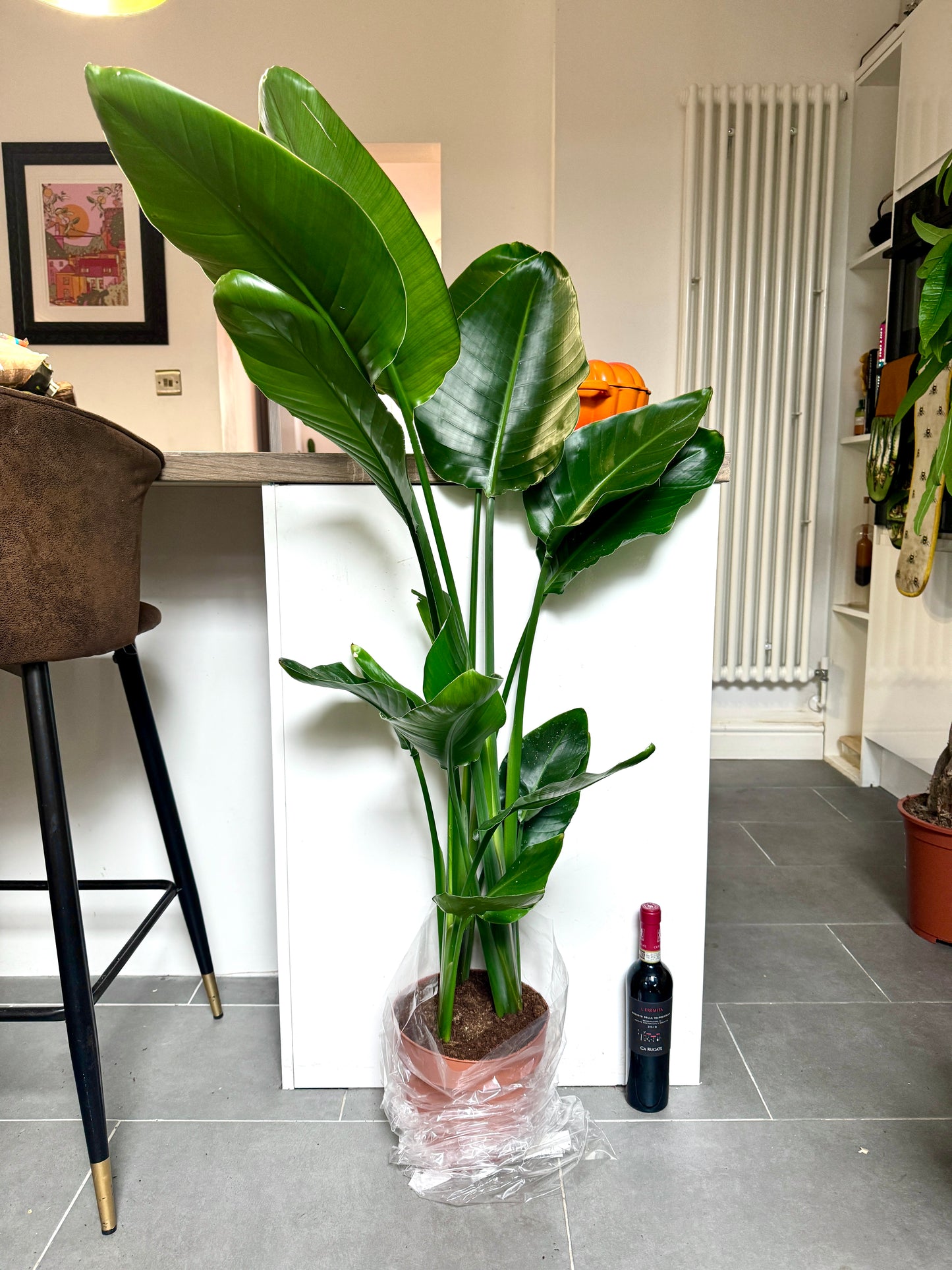 140cm Strelitzia Nicolai (Bird of Paradise)