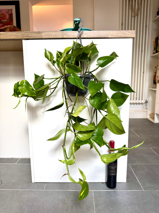 80cm Epipremnum Aureum (Devil’s Ivy)