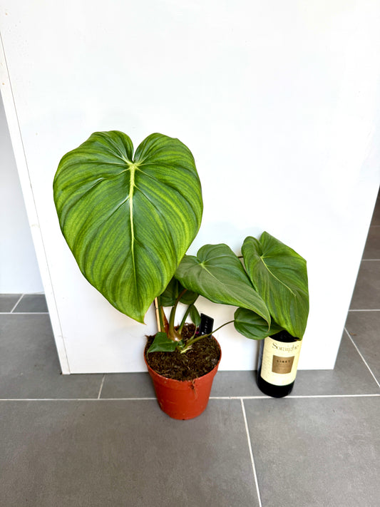 45cm Philodendron Pastazanum