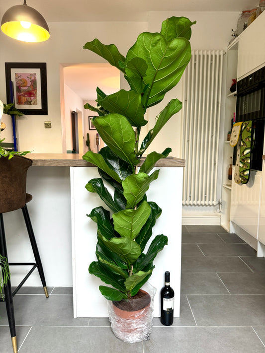 150cm Ficus Lyrata (Fiddle Leaf Fig)