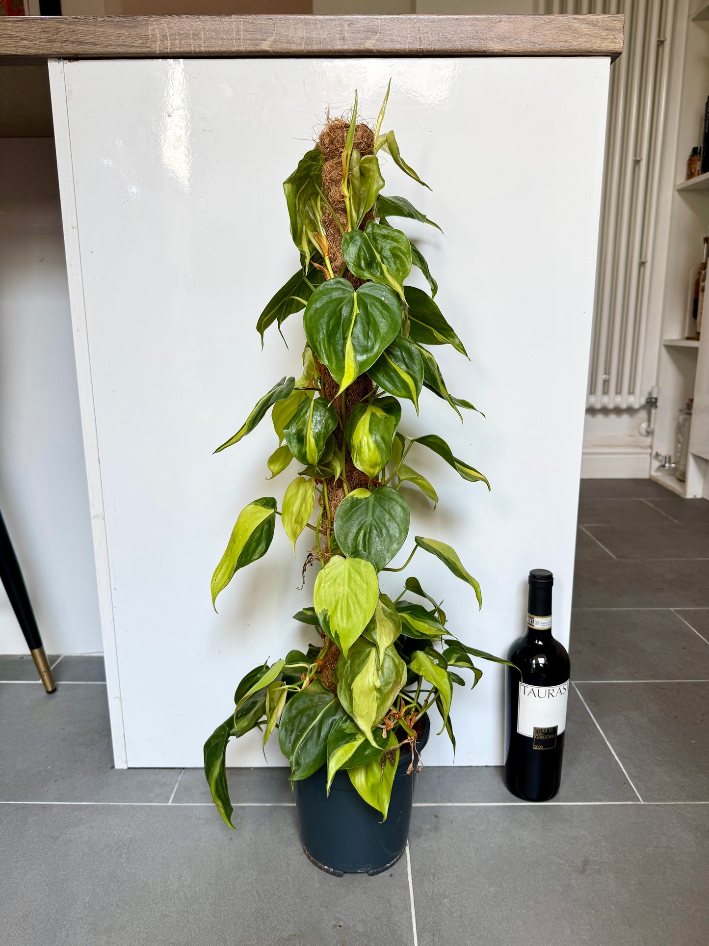 80cm Philodendron Scandens Brasil