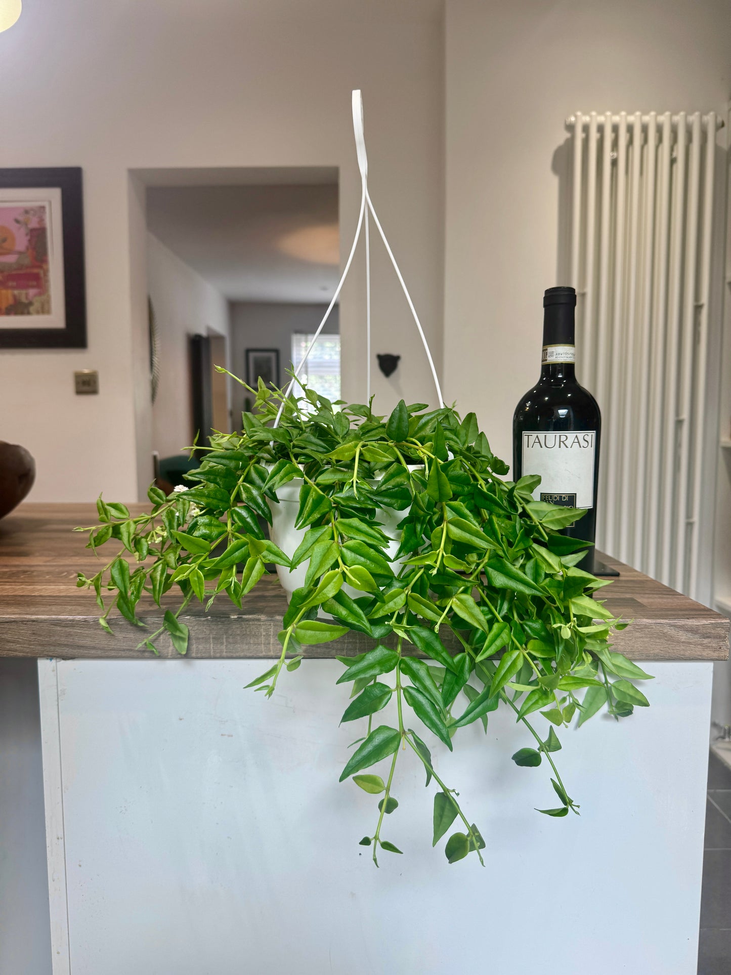 50cm Hanging Hoya Bella