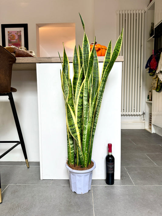 110cm Snake Plant / Mother in Law’s Tonge