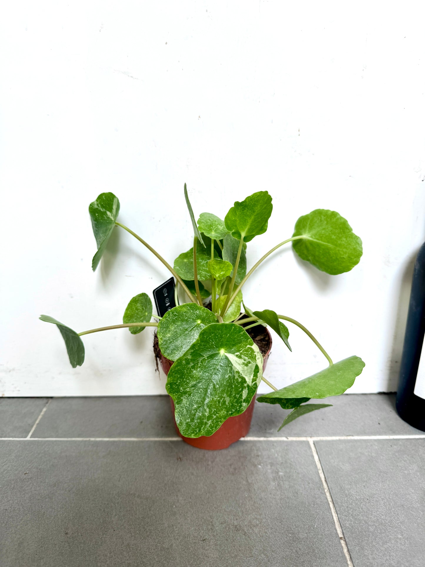 25cm Variegated Pilea Mojito Peperomioides