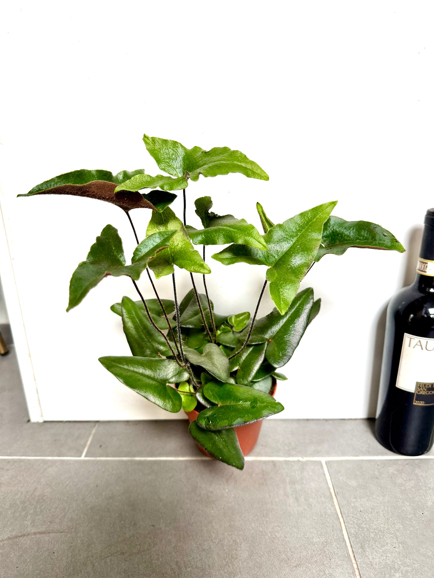 35cm Hemonitis Arifolia (Heart Fern)