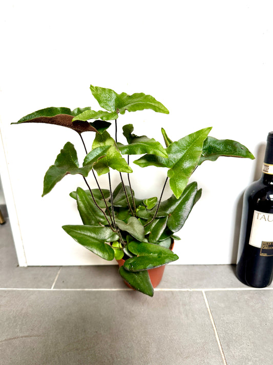35cm Hemonitis Arifolia (Heart Fern)