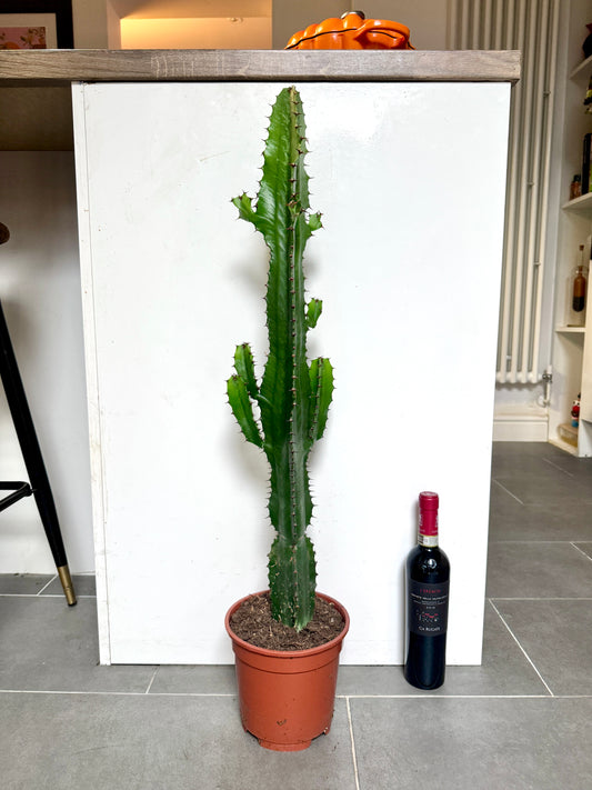 70cm Euphorbia Acrurensis cactus