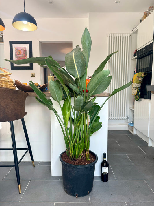 150cm Strelitzia Reginae (Orange Flowering Bird of Paradise)